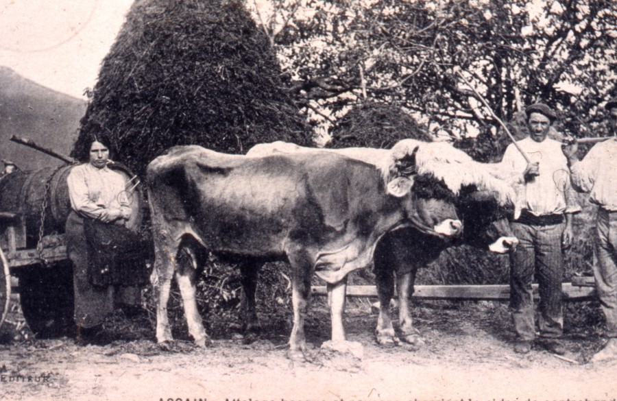 Inv. n° PH.83.19.389, Ascain, attelage basque, paysans charriant le cidre de contrebande  Reproduction d’une carte postale édition Dargains par l’atelier Macondo, déb.20e s. 